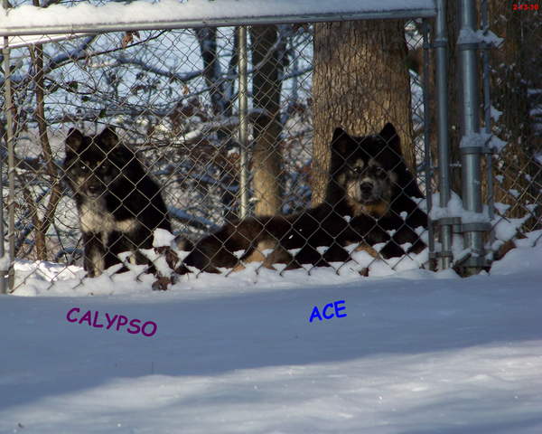 Calypso &amp; Ace