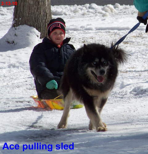 ACE - sled pulling