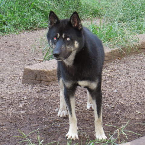 LOKI - Mocha, Stryker pup