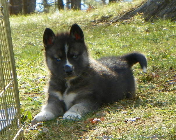 Sylvia/Stryker Agouti Male Pup