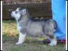 Sylvia/Stryker Grey/White Male Pup