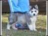 Sylvia/Stryker Grey/White Male Pup