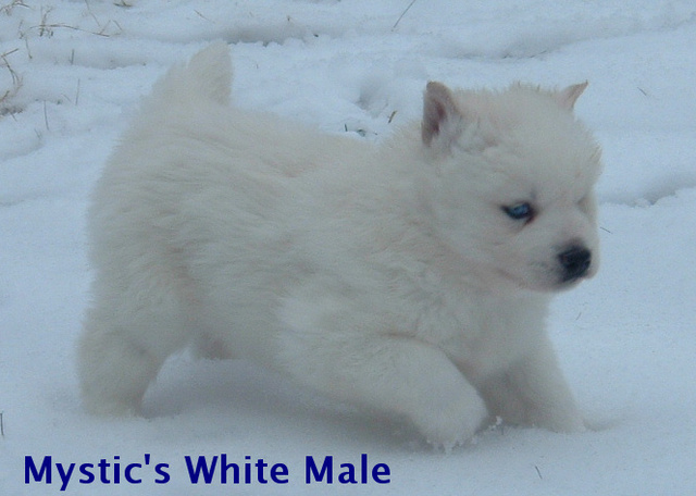 Solid White Male w/Black Points