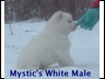 Solid White Male w/Black Points