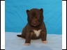 Miracle/Magnum Copper Male