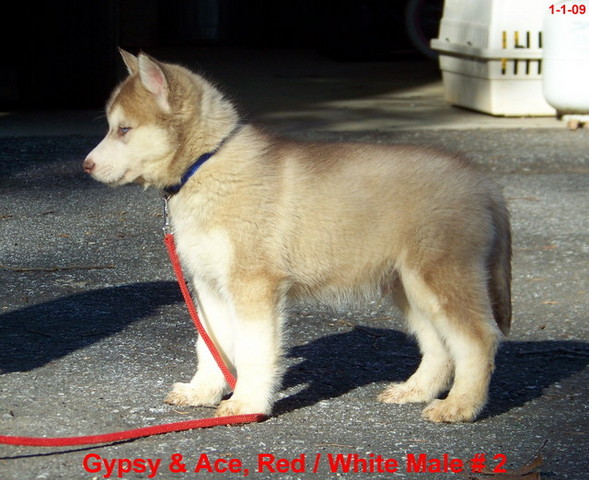 Gypsy / Ace, Red/White Male # 2