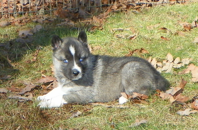 Sylvia/Stryker Agouti Female Pup