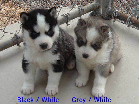 Black/White &amp; Grey/White