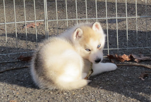 Miracle/Sketch Male 3 - Silver/Sable - Blue Eyes