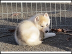 Miracle/Sketch Male 3 - Silver/Sable - Blue Eyes