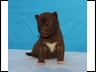 Miracle/Magnum Copper Male
