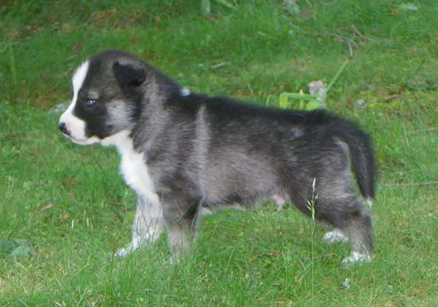 Zita / Stryker Male Pup
