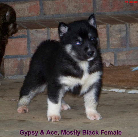 Gypsy / Ace, Mostly Black Female