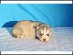 Miracle/Sketch Male 2 - Silver