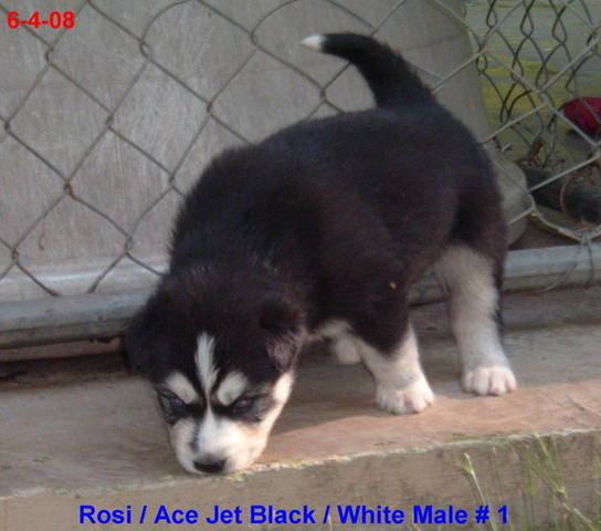 Jet Black / White Male # 1