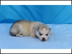 Miracle/Sketch Male 3 - Silver