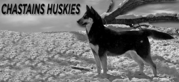 Chastains' Siberian Huskies Web Site